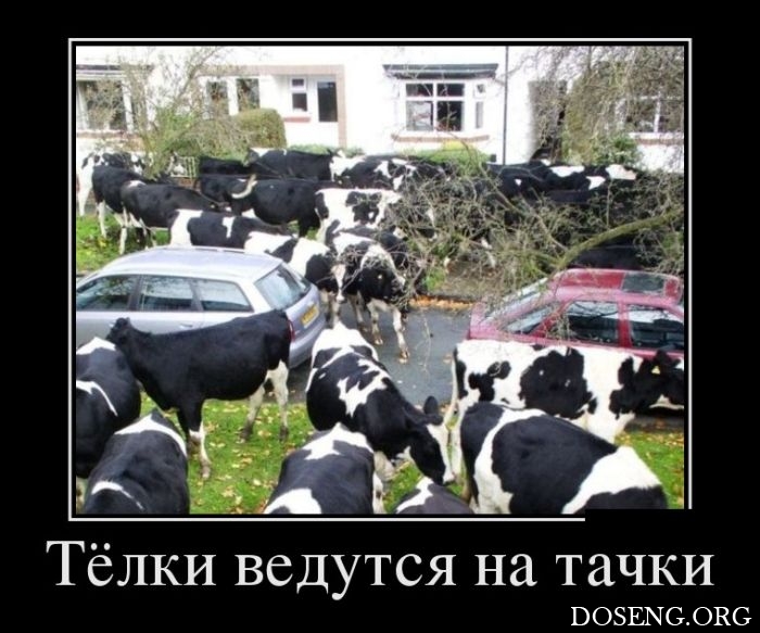 Демотиваторы Демотиваторы
