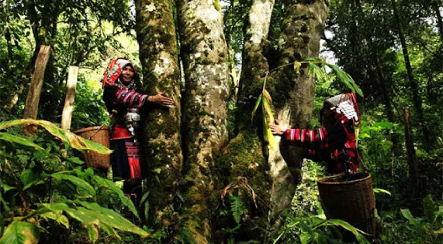 Одни из старейших в мире чайных деревьев, растущих в провинции Юньнань