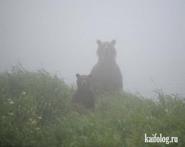 Приколы про животных (40 фото)