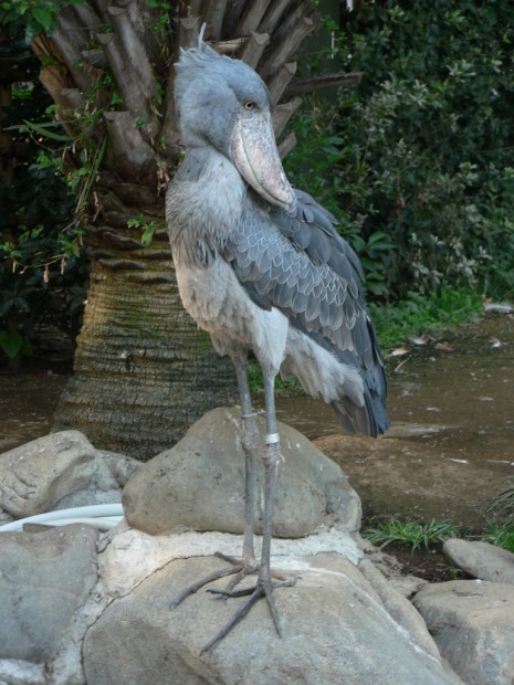 Китоглав или королевская цапля (лат. Balaeniceps rex) (англ. Shoebill, нем. Schuhschnabel)