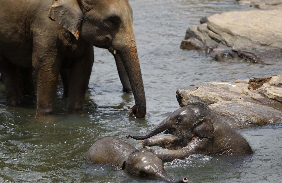 Слоновий приют в Шри-Ланке
