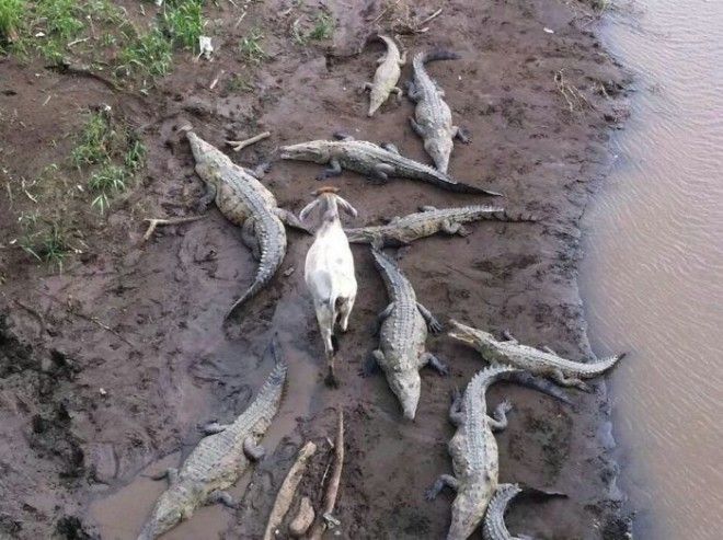 This Goat Gives Zero Fcks