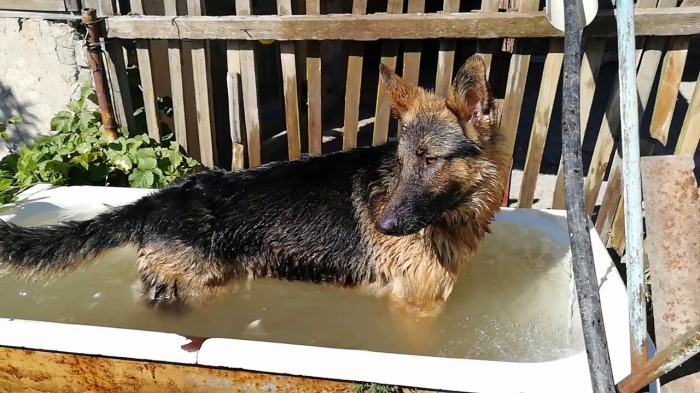 Мой не мой, все равно воняет. |Фото: YouTube. Мой не мой, все равно воняет. |Фото: YouTube.