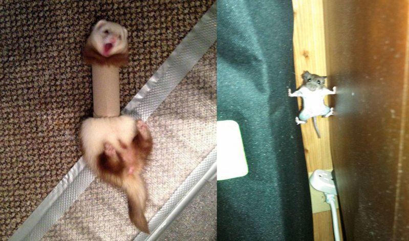 25 самых забавных проколов, которые когда-либо допускали животные животные, прикол, провалы, юмор