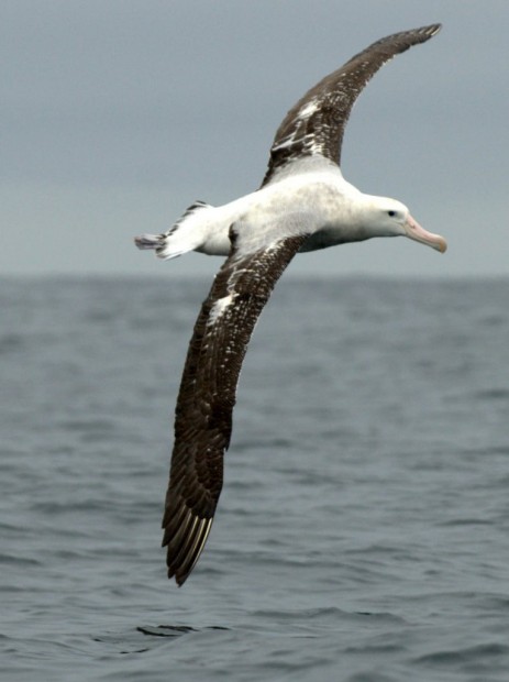 Странствующие альбатросы (лат. Diomedea exulans)(англ. Wandering Albatross)