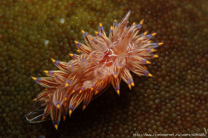 golozhabernye-mollyuski-krasivye-obitateli-podvodnogo-mira00006 (700x465, 236Kb)