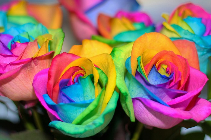  Как вырастить разноцветную розу