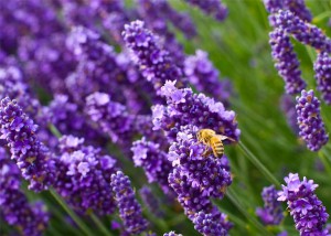 1358692134_lavanda-2