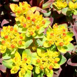 Молочай многоцветковый (Euphorbia polychroma) Молочай многоцветковый (Euphorbia polychroma)