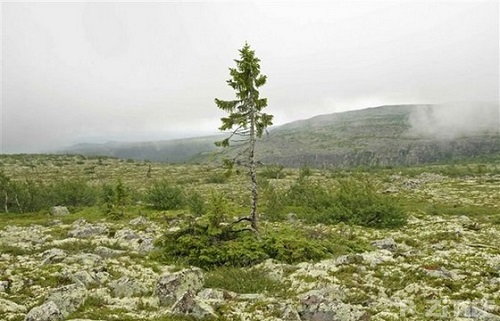 место где растет самая старая сосона