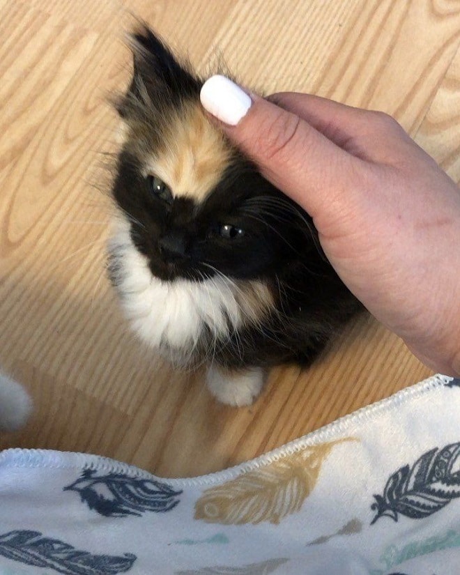 Котенка гладят Котенок и рука