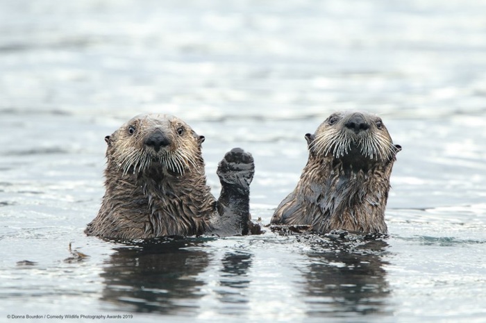 Финалисты конкурса Comedy Wildlife Photography Awards: самые забавные фотки из мира дикой природы за 2019 год Фотография, Дикая природа, Животные, Птицы, Длиннопост