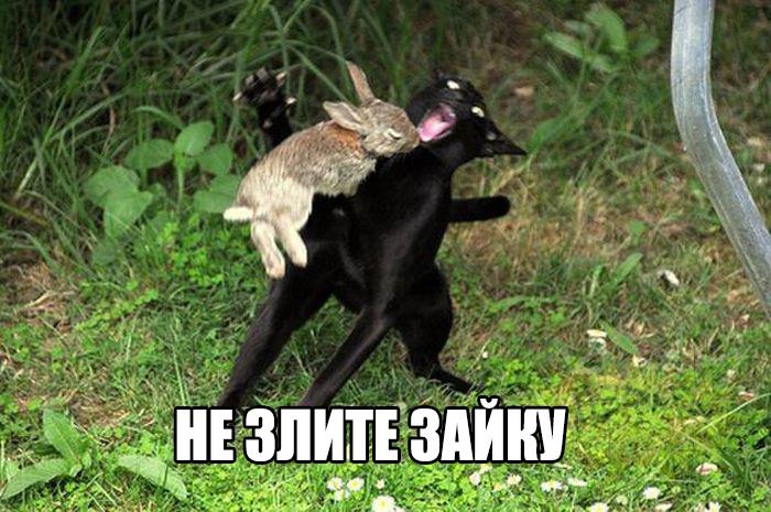Смешные картинки с надписями для настроения (10 фото) Смешные картинки с надписями для настроения (10 фото)