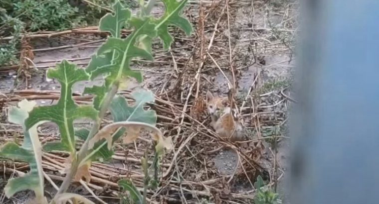 «Любящий хозяин» выбросил своего котенка возле заброшенного дома, прямо в грязь
