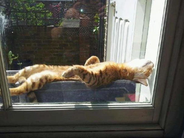 20 кошек, которые любят тепло больше, чем кто-либо кошки которые любят тепло, кошки и солнце