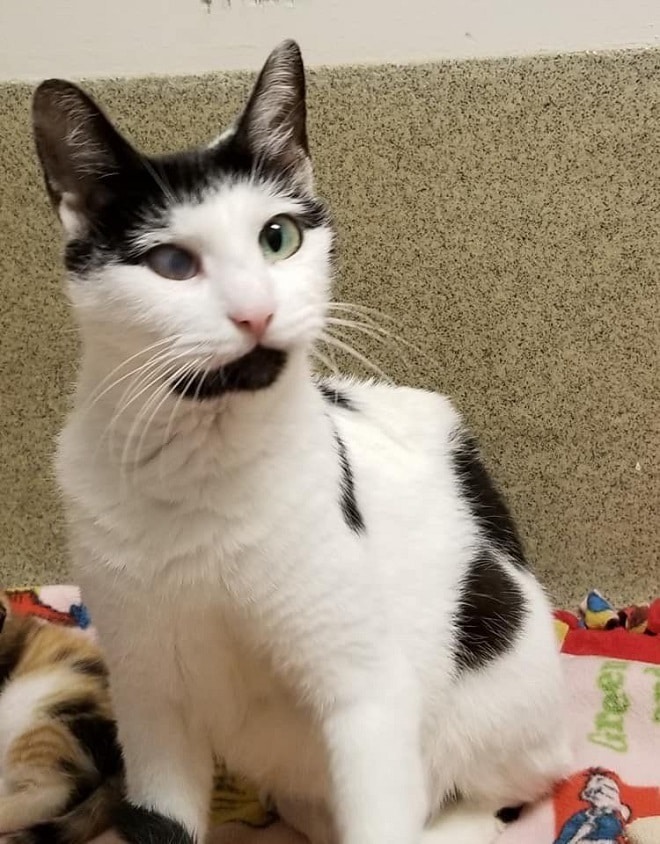 Беременная кошка Кошка сидит