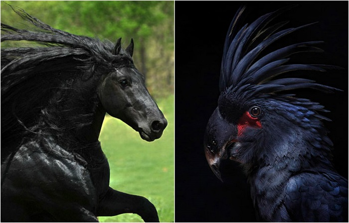 20 животных необычного тёмного окраса, которые выглядят как звезды хард-рока