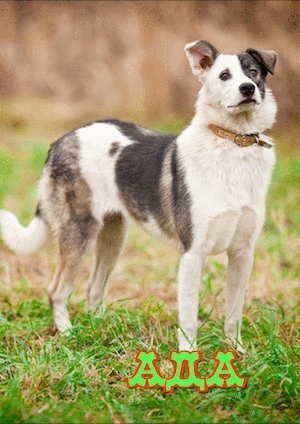 3045391_ (300x424, 168Kb)