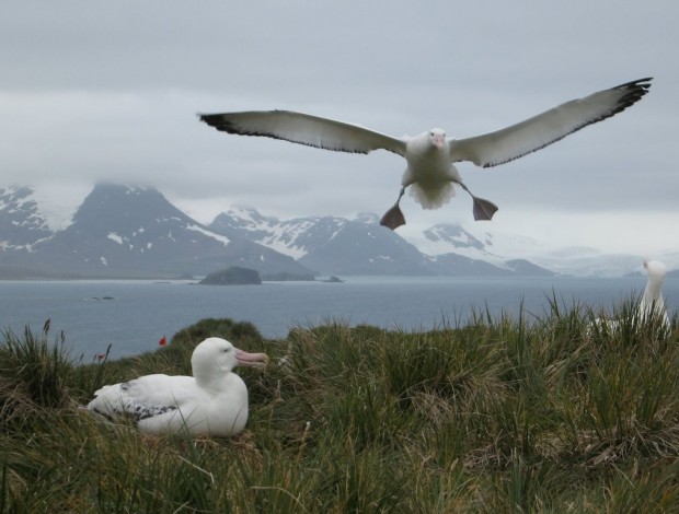 Странствующие альбатросы (лат. Diomedea exulans)(англ. Wandering Albatross)