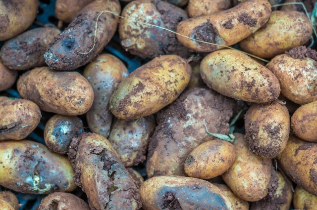 Чем действенно обработать картофель от болезней и вредителей