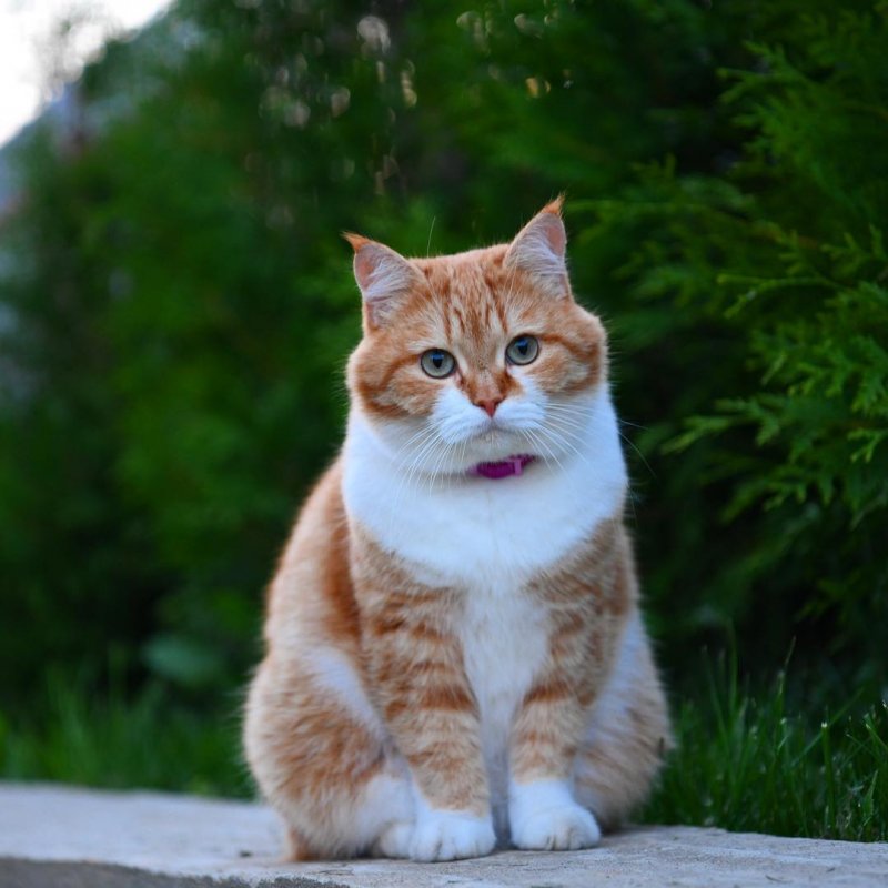 Рыжий котейка ищет приключения на свой хвостик в белом снегу Рыжий котейка ищет приключения на свой хвостик в белом снегу instagram, кот, рыжий кот, снег