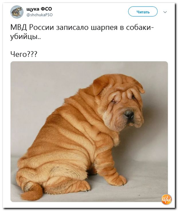 Соцсети жгут! С юмором о злободневном в ехидных скриншотах (политсатира) Соцсети жгут! С юмором о злободневном в ехидных скриншотах (политсатира)