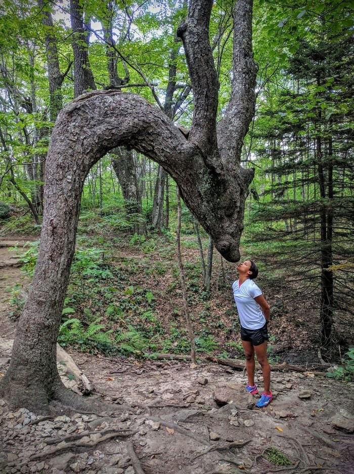 10. El beso de un árbol de dragón, árboles, ilusión óptica, paradolia, parece, pero no lo mismo, parece, parece una cara