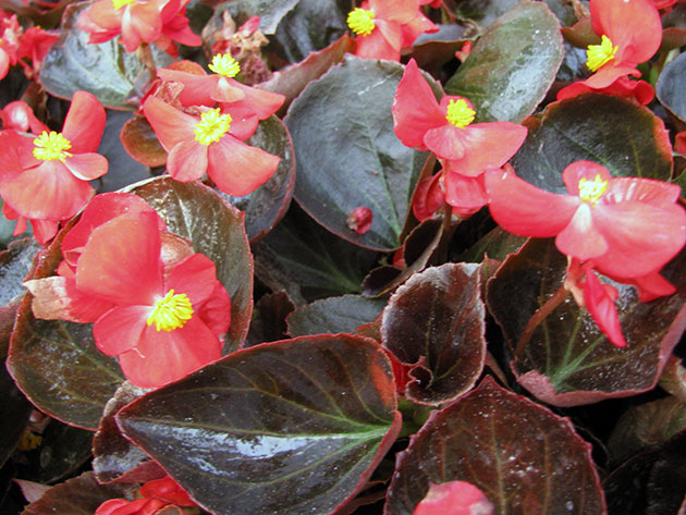 Бегония вечноцветущая (Begonia semperflorens)