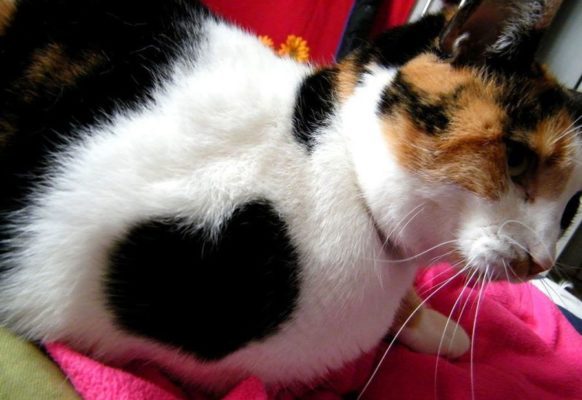 Влюбленные котейки Влюбленные котейки