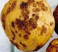 Болезни картофеля с фото и описанием