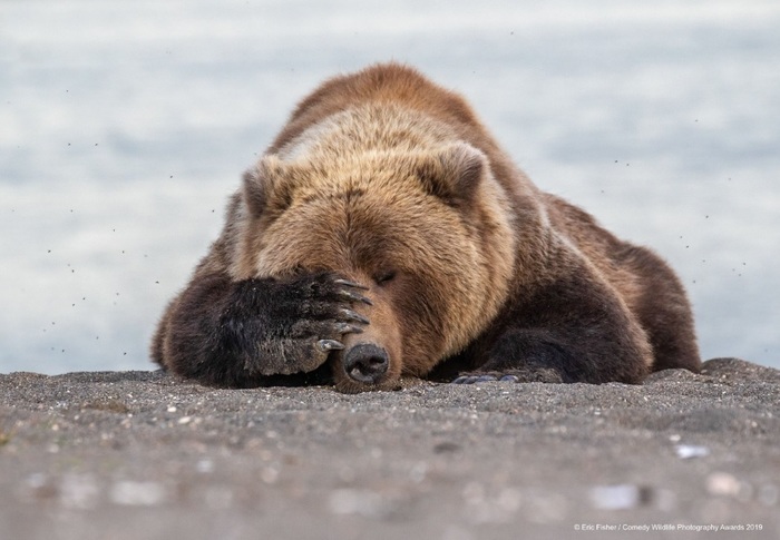 Финалисты конкурса Comedy Wildlife Photography Awards: самые забавные фотки из мира дикой природы за 2019 год Фотография, Дикая природа, Животные, Птицы, Длиннопост