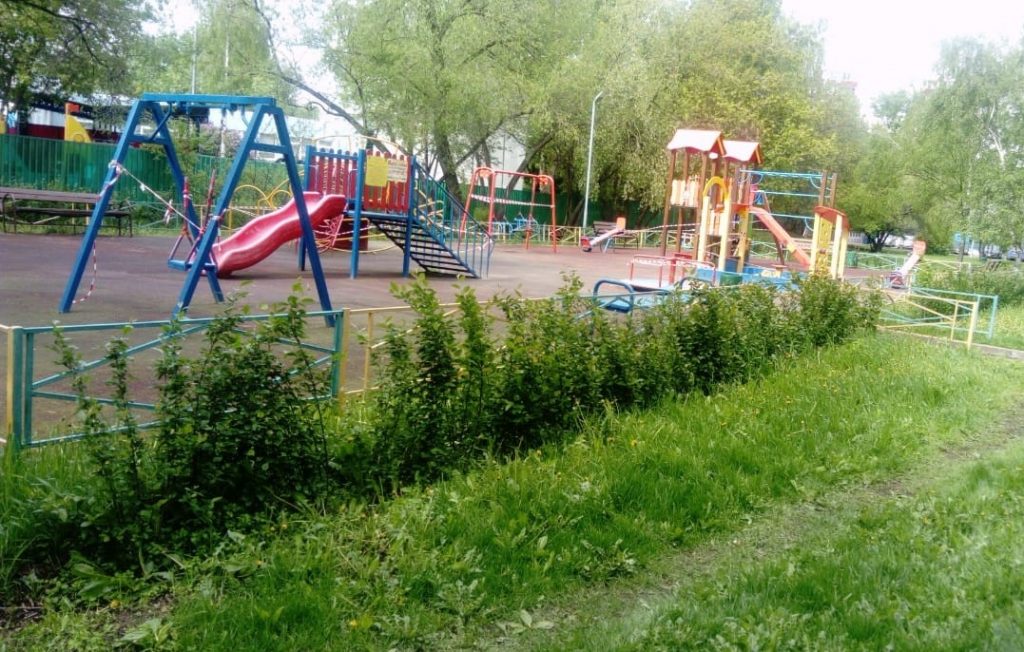 Высаженные в прошлом году живые изгороди прижились в Алтуфьеве