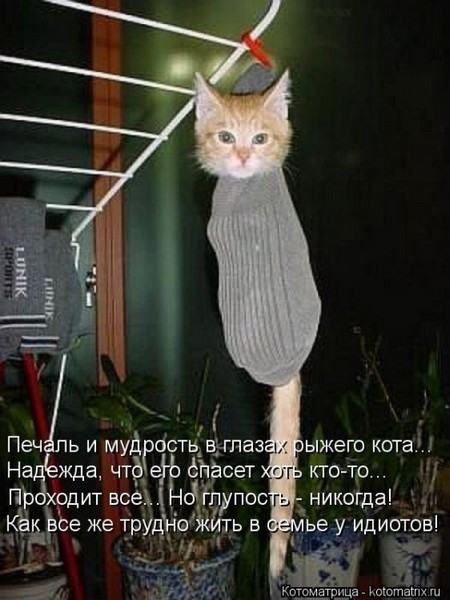 Без кота жизнь не та (50 фото ) Без кота жизнь не та (50 фото )