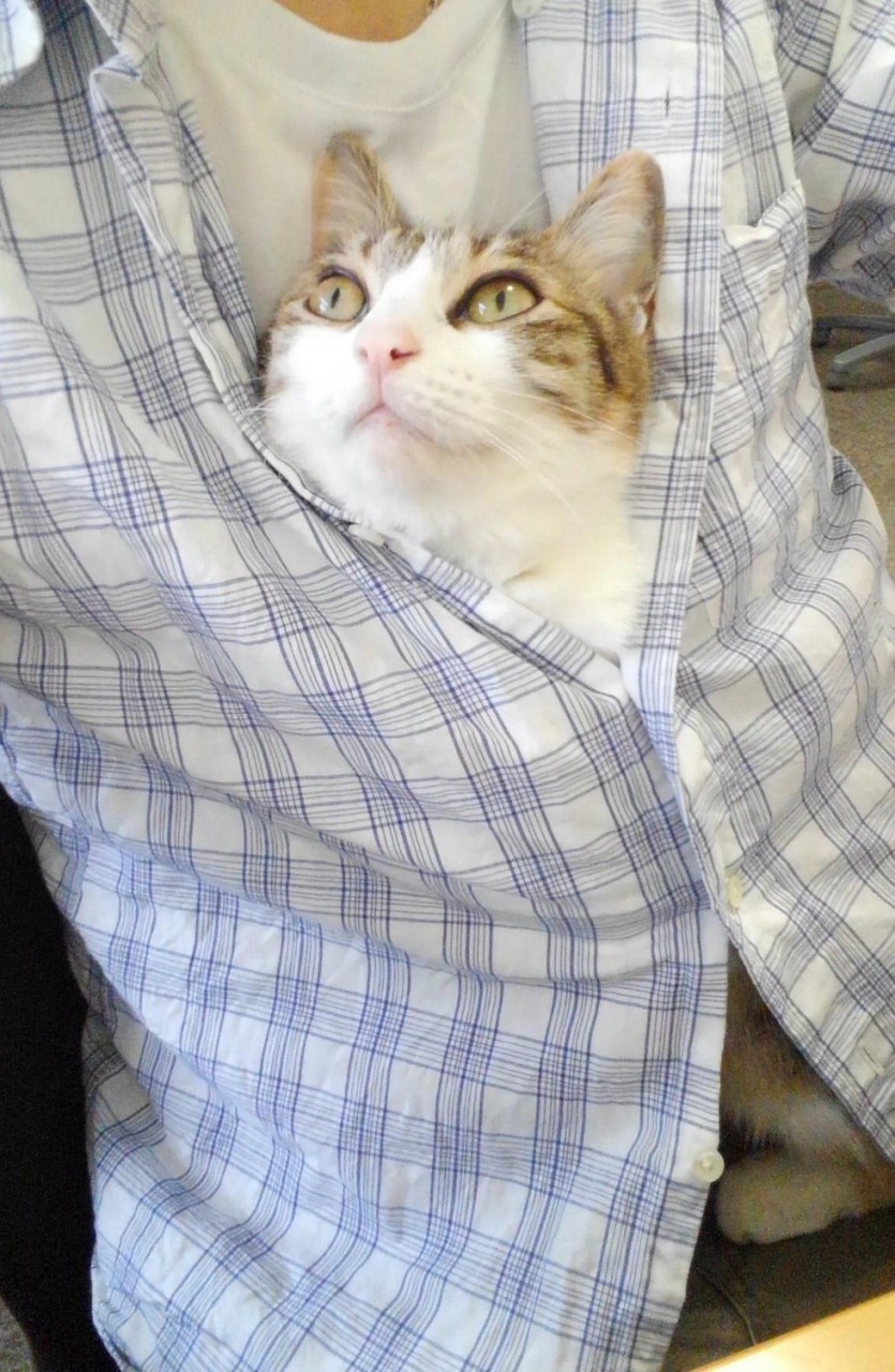Без кота и жизнь не та