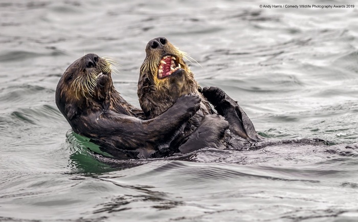 Финалисты конкурса Comedy Wildlife Photography Awards: самые забавные фотки из мира дикой природы за 2019 год Фотография, Дикая природа, Животные, Птицы, Длиннопост