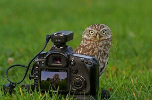 Фотографы дикой природы