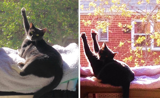 20 кошек, которые любят тепло больше, чем кто-либо кошки которые любят тепло, кошки и солнце