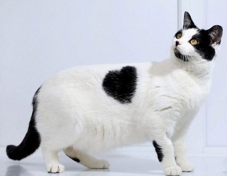 Влюбленные котейки Влюбленные котейки