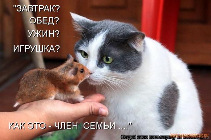 Котоматрицы великолепные, каждая с кусочком позитива и хорошего настроения!!! Котоматрицы великолепные, каждая с кусочком позитива и хорошего настроения!!!