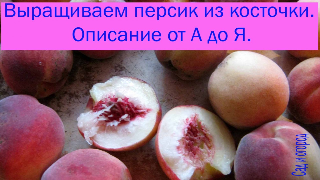Персики как вырастить из косточки в домашних условиях фото Персики как вырастить из косточки в домашних условиях фото