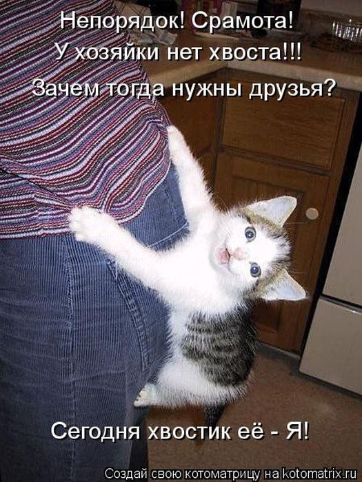 Самые весёлые котоматрицы)) Самые весёлые котоматрицы))