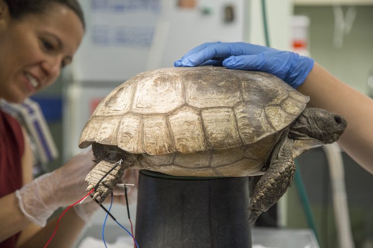 Dr. Carolina Medina gives tortoise electro-acupuncture therapy
