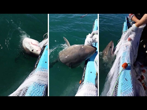 Рыбак и акула сцепились из-за снастей (видео)