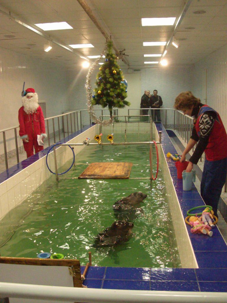 Шоу байкальских нерп Байкальская нерпа – самый известный обитатель Байкала, потрясающие создания!