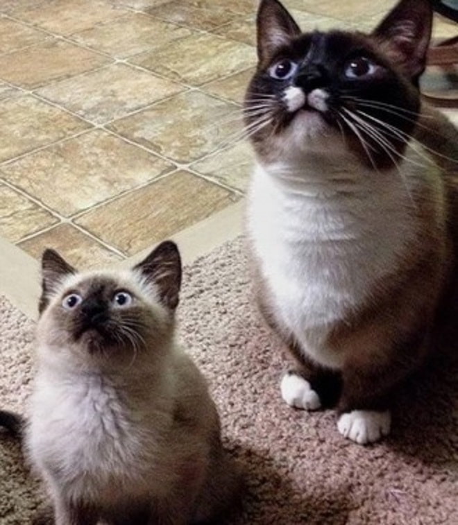 Котенок возле кота Кот и котенок