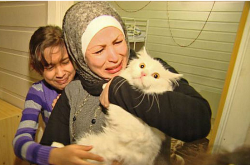 Кот, который преодолел полмира, чтобы вернуться в семью Кот, который преодолел полмира, чтобы вернуться в семью