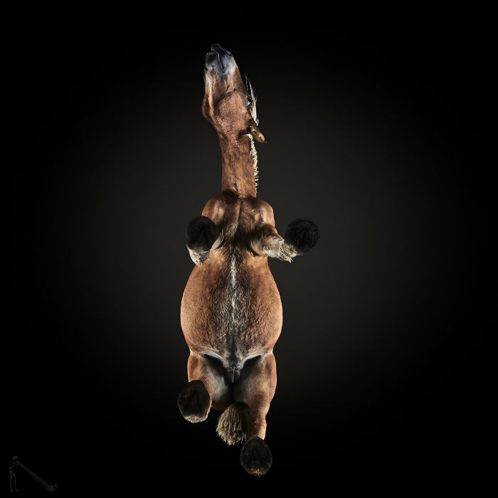 Under-horse: I Photograph Horses From Underneath