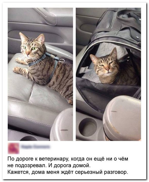 Убойная подборочка прикольных комментариев из соц.сетей, СМС Убойная подборочка прикольных комментариев из соц.сетей, СМС