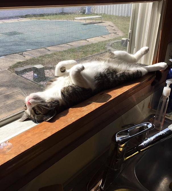 20 кошек, которые любят тепло больше, чем кто-либо кошки которые любят тепло, кошки и солнце