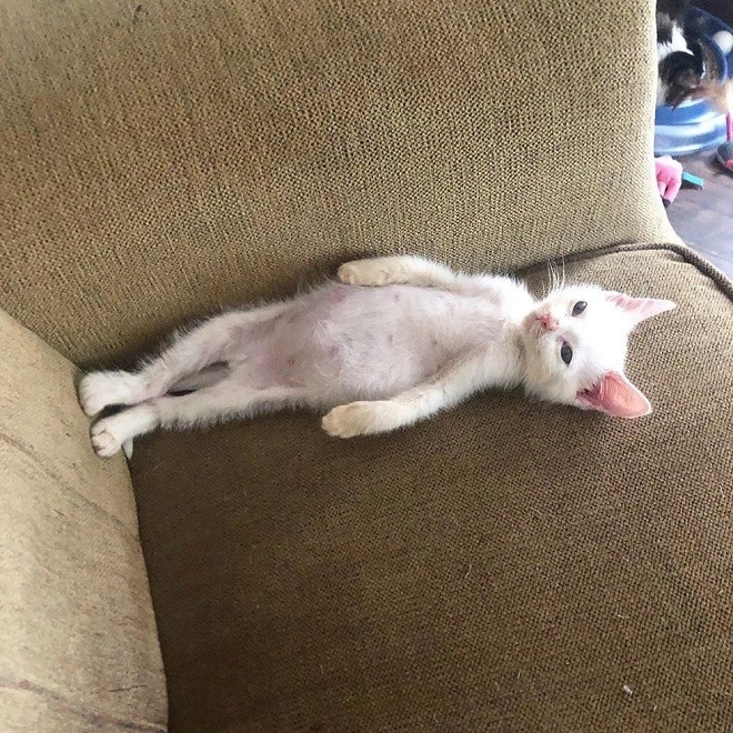 Котенок вытянулся Котенок лежит